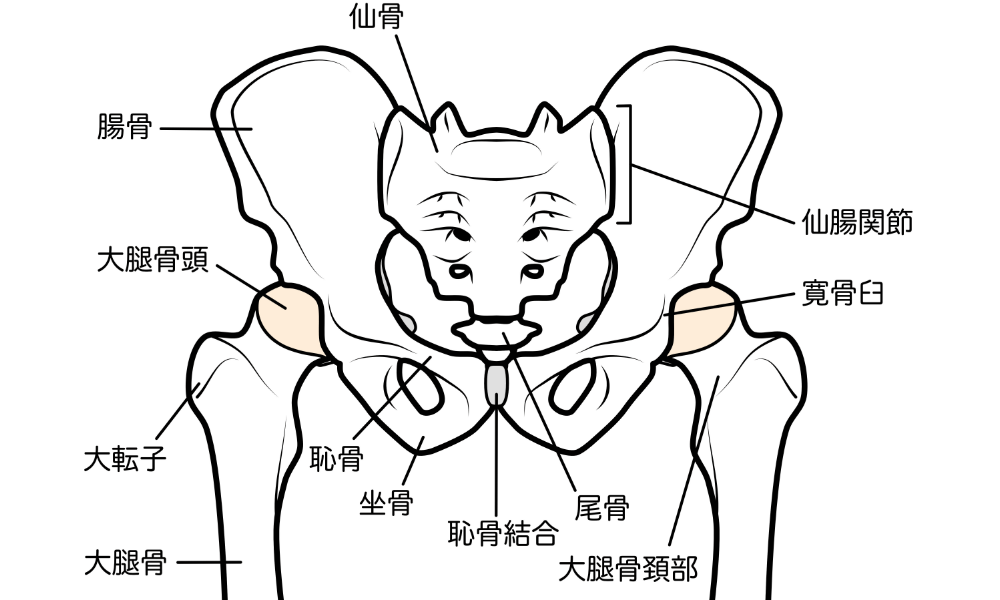 骨盤全体の解剖図